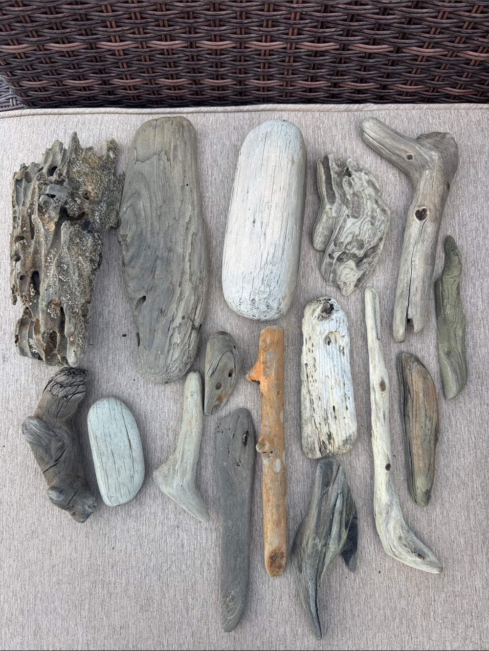 16 Pacific Coast Natural Driftwood Mix - Beach Collected Decorative Pieces